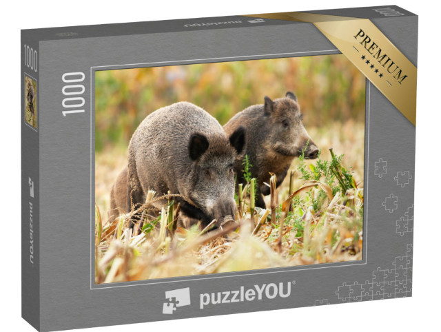 Puzzle 1000 Teile „Eine Herde Wildschweine “