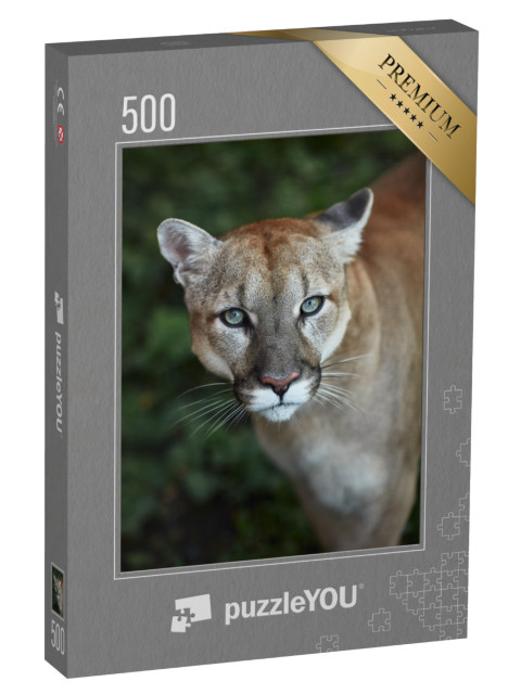 Puzzle 500 Teile „Auge in Auge mit einem Puma“