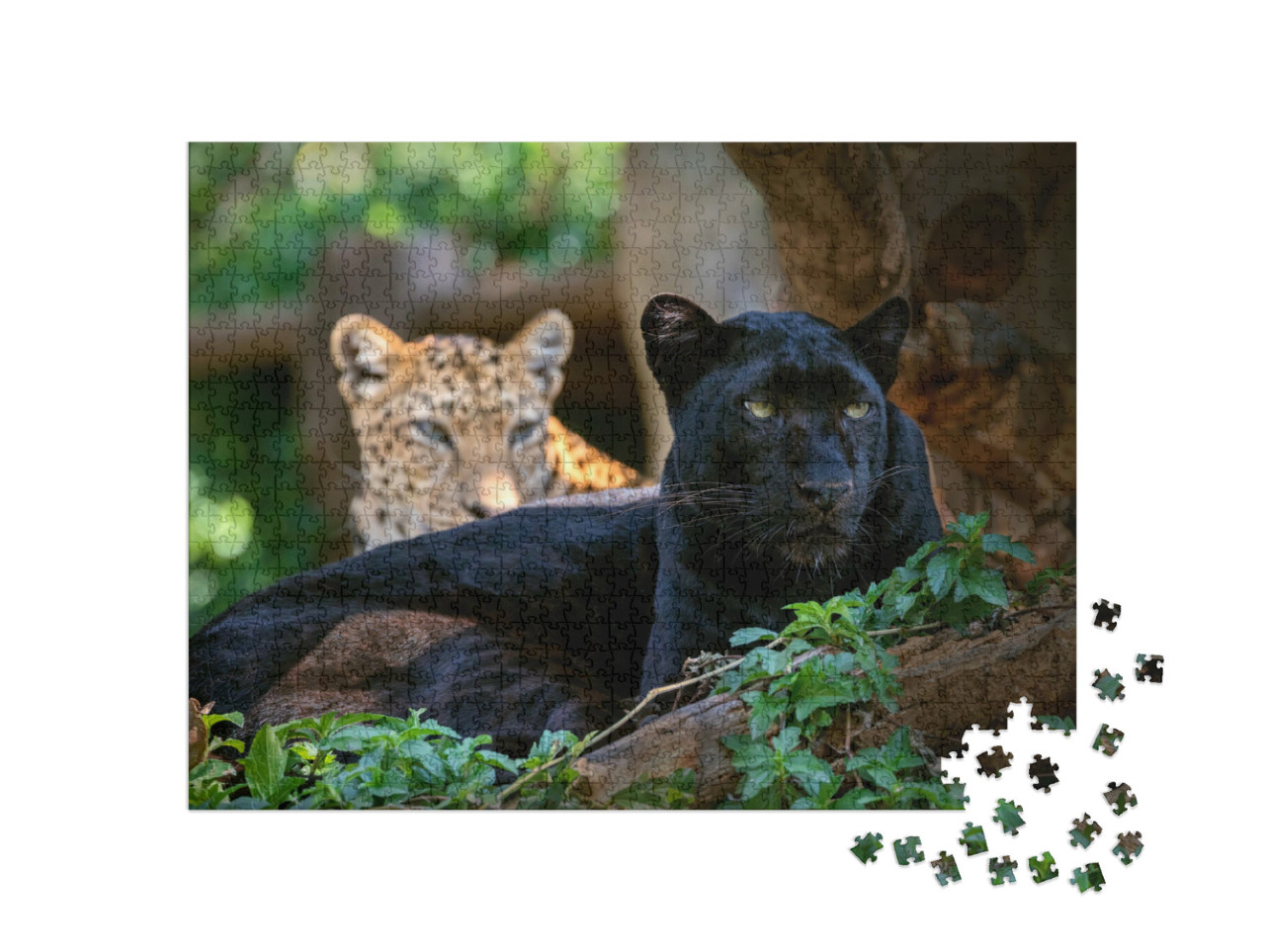 Puzzle 1000 Teile „Leopard oder Panther“