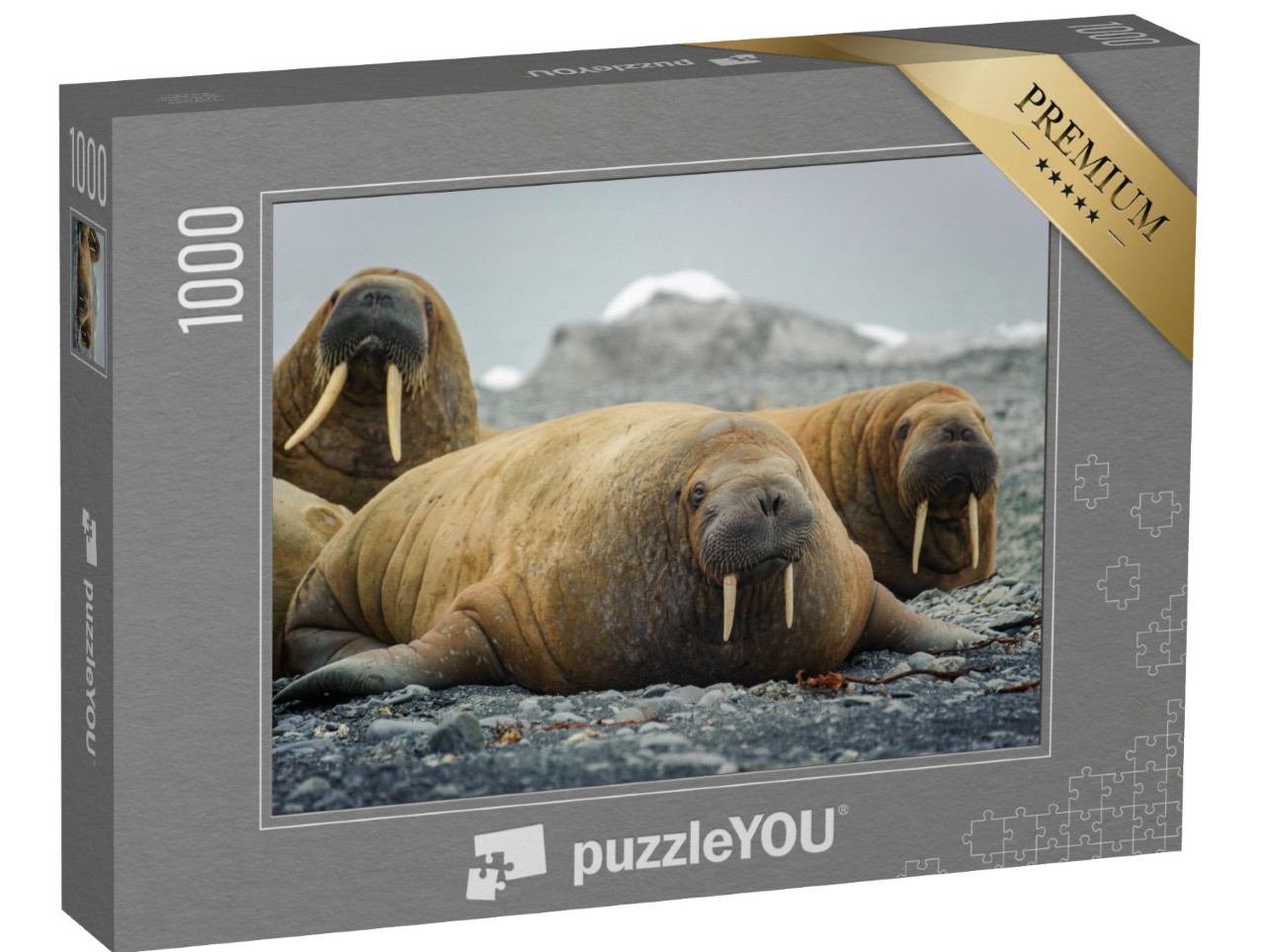 Puzzle 1000 Teile „Walrosse liegen an einem Strand in der Arktis“