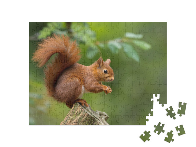 Puzzle 200 Teile „Rotes Eichhörnchen“