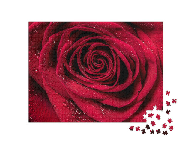 Puzzle 1000 Teile „Rote Rosenblüten“