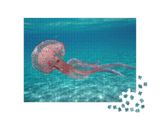 Puzzle 1000 Teile „Pelagia noctiluca Qualle im Meer vor der Insel Elba“