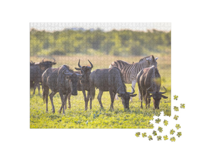 Puzzle 1000 Teile „Gnus beim Grasen im Mooiplaas-Flussbett “