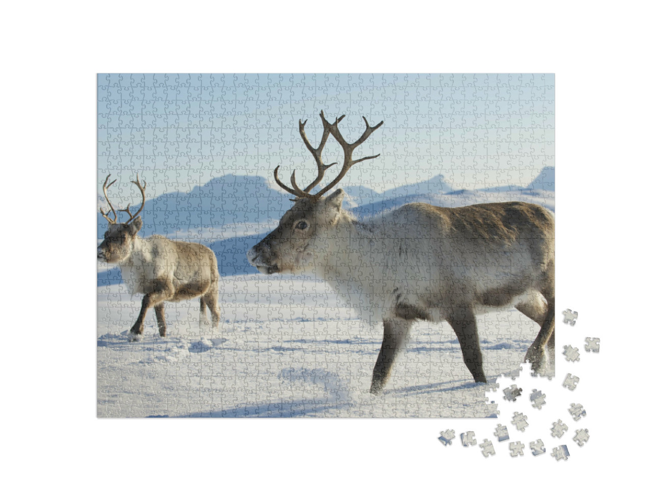Puzzle 1000 Teile „Rentiere im Norden von Norwegen“
