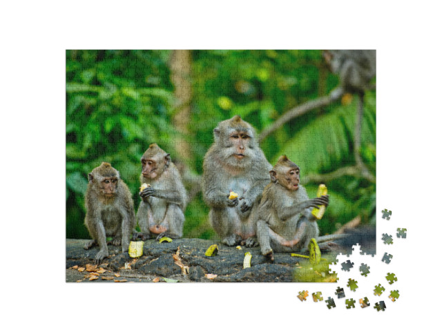 Puzzle 1000 Teile „Erwachsene Affen essen Bananen, Bali“