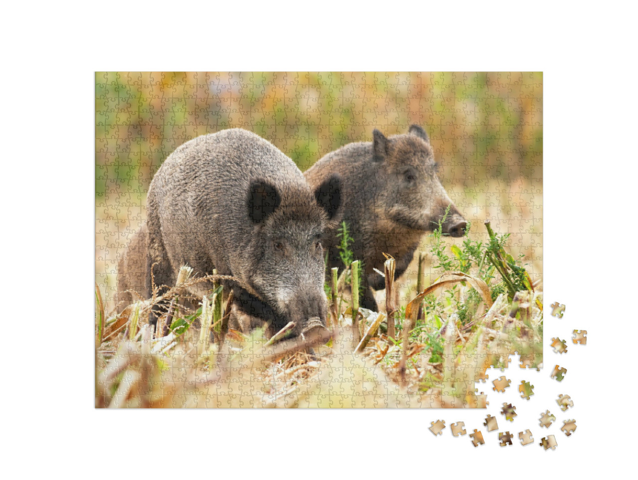 Puzzle 1000 Teile „Eine Herde Wildschweine “