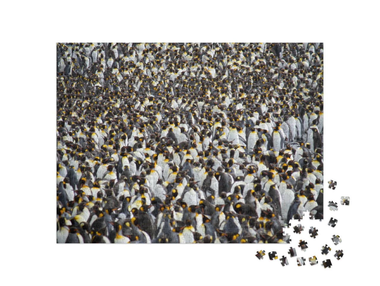 Puzzle 1000 Teile „Riesige Kolonie von Königspinguinen“