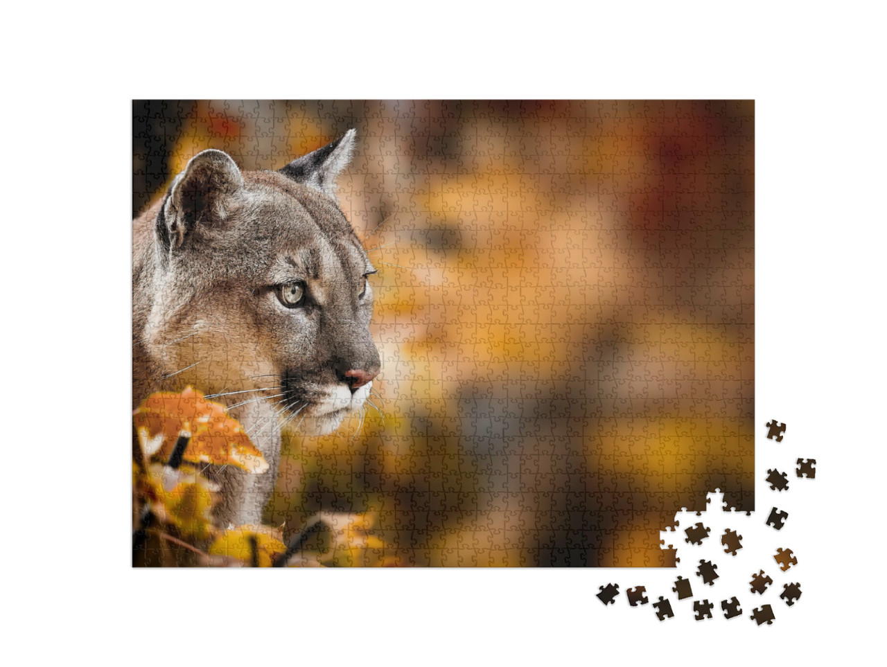 Puzzle 1000 Teile „Puma, auch bekannt als Berglöwe“