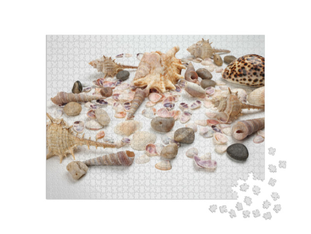 Puzzle 1000 Teile „Triton Muscheln“