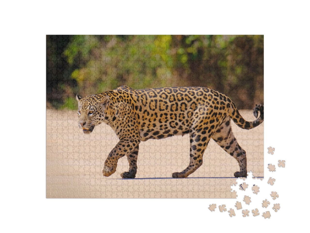 Puzzle 1000 Teile „Weiblicher Jaguar, Panthera Onca, Brasilien, Südamerika“