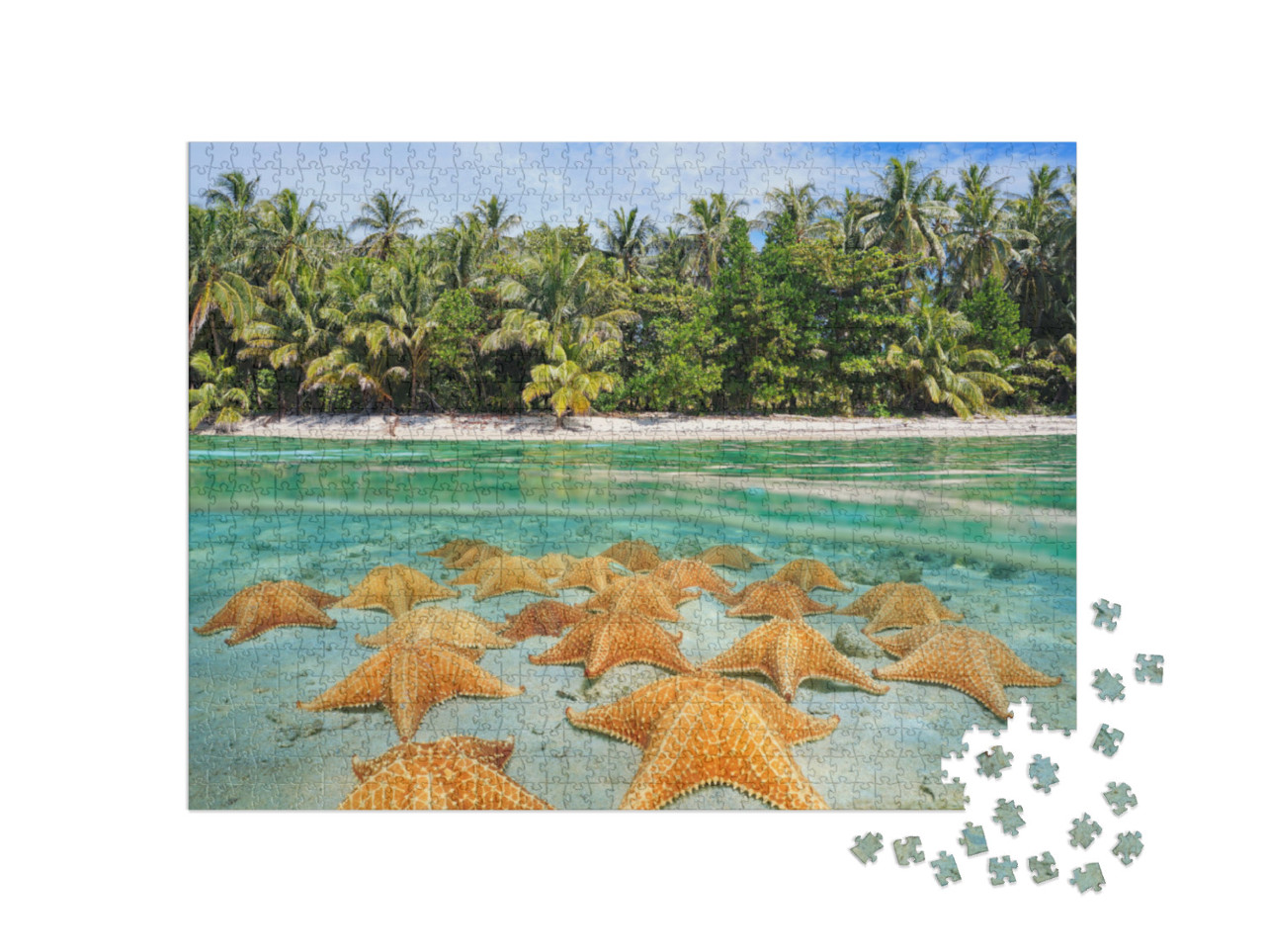 Puzzle 1000 Teile „Eine Gruppe Seesterne am karibischen Strand“