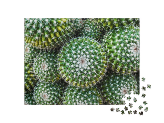 Puzzle 1000 Teile „Nahaufnahme des Goldenen Tonnenkaktus aus Zentralmexiko“