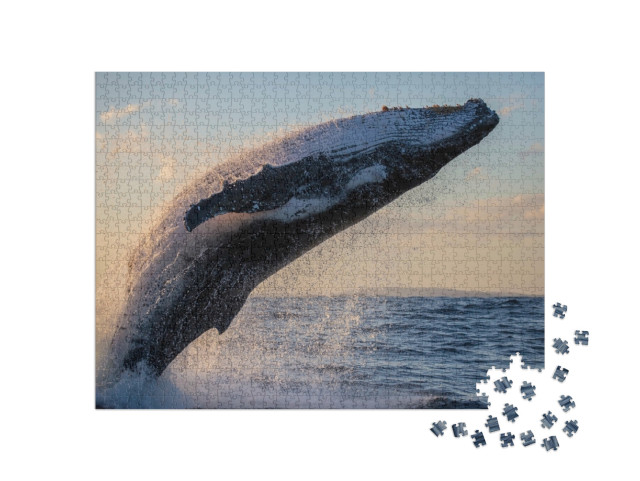 Puzzle 1000 Teile „Buckelwal in Nahaufnahme bei Sonnenuntergang vor Sydney Harbour“