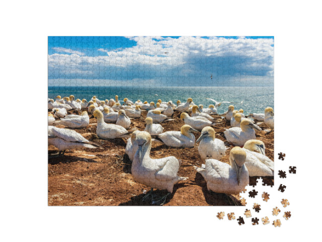 Puzzle 1000 Teile „Ruhender Vogelschwarm auf der Insel Helgoland, Deutschland“
