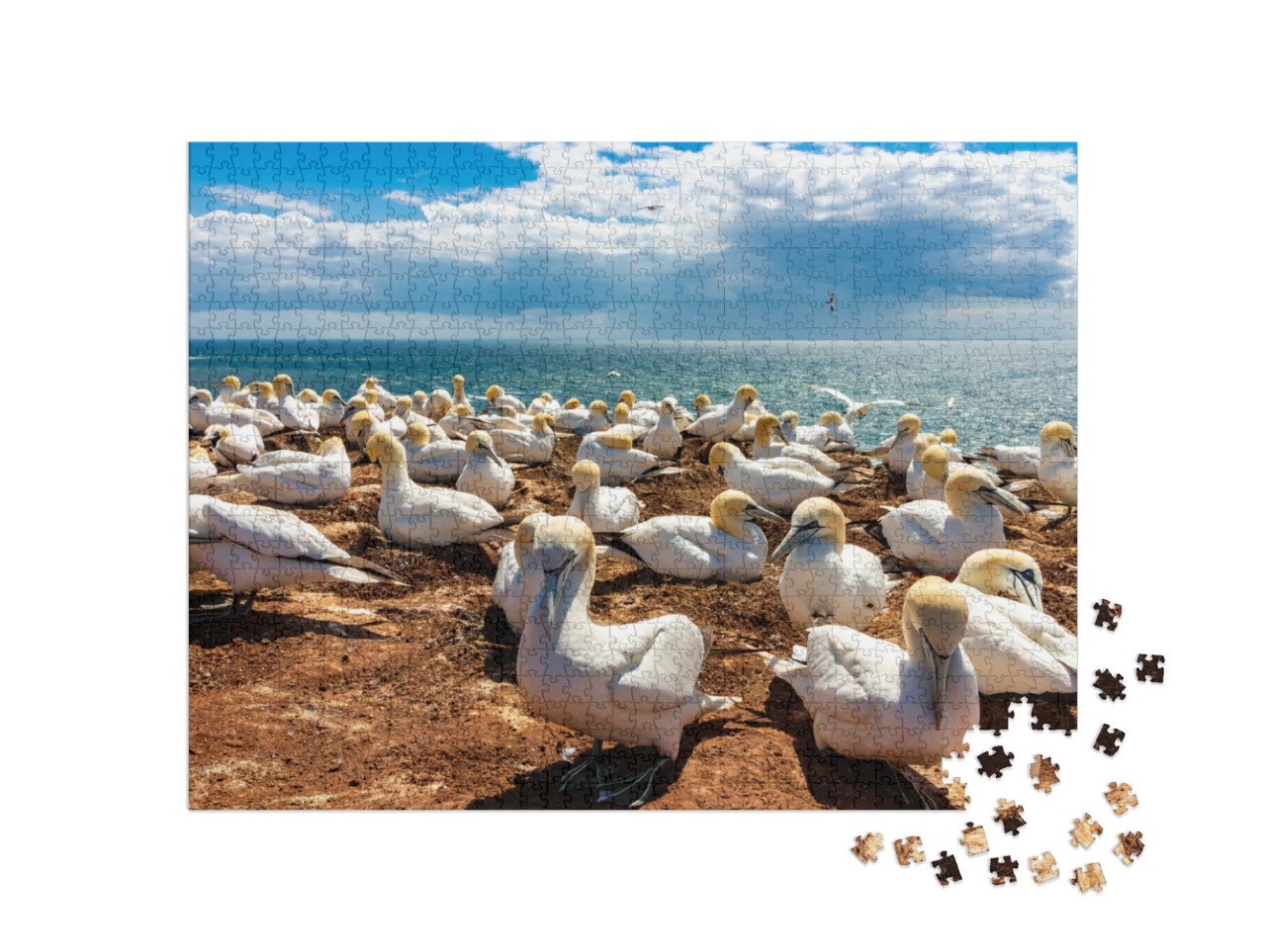 Puzzle 1000 Teile „Ruhender Vogelschwarm auf der Insel Helgoland, Deutschland“