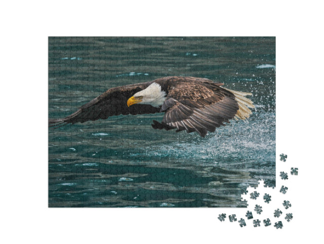 Puzzle 1000 Teile „Amerikanischer Weißkopfseeadler schnappt nach einem Fisch“
