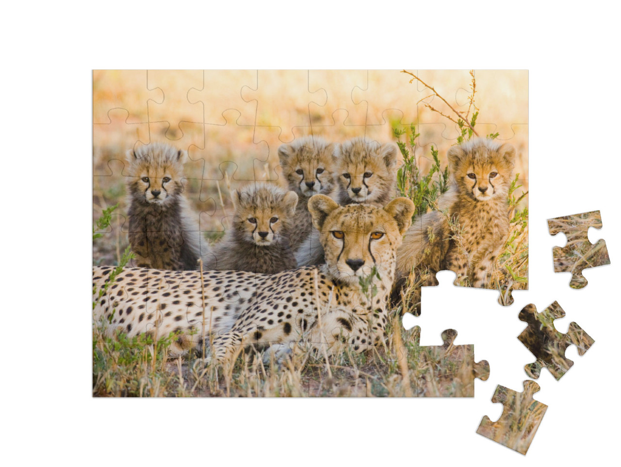 Puzzle 48 Teile „Gepardenmutter und ihre Jungtiere in der Savanne, Kenia“