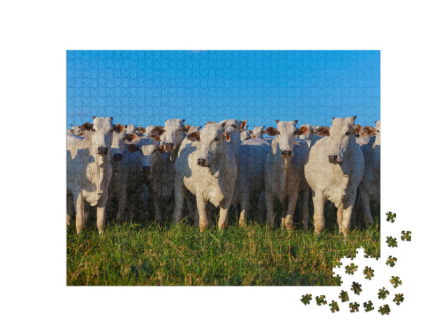 Puzzle 1000 Teile „Herde von Nellore-Rindern auf der Weide“