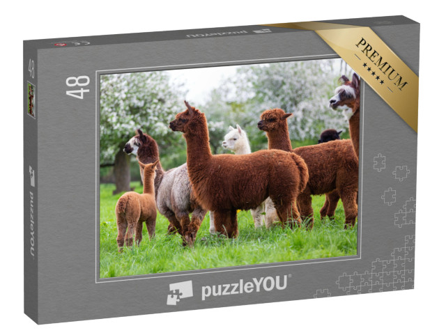 Puzzle 48 Teile „Eine Alpaka-Herde auf einer Frühlingswiese “