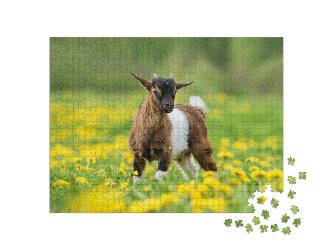 Puzzle 1000 Teile „Kleine nigerianische Zwergziege auf einem Feld mit Blumen “