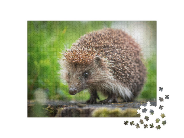 Puzzle 1000 Teile „Ein kleiner Igel auf einem Baumstumpf“