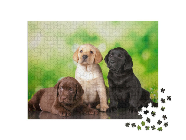 Puzzle 1000 Teile „Dreifach süß: Ein brauner, ein goldener und ein schwarzer Labrador-Welpe“