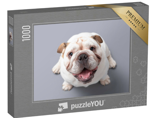 Puzzle 1000 Teile „Britische Bulldogge Welpe schaut nach oben “