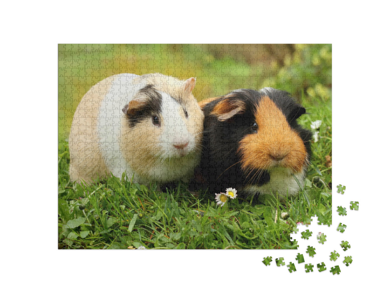 Puzzle 1000 Teile „Zwei süße Meerschweinchen“