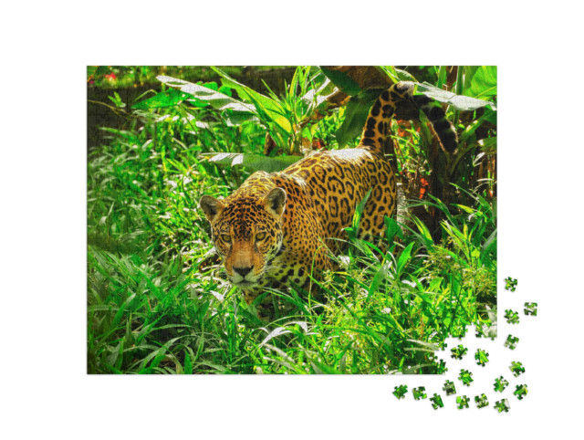 Puzzle 1000 Teile „Ein erwachsener Jaguar auf der Pirsch im Gras“