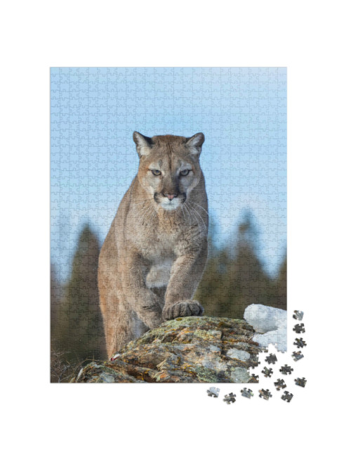 Puzzle 1000 Teile „Puma oder Berglöwe im Winter von Montana, USA“