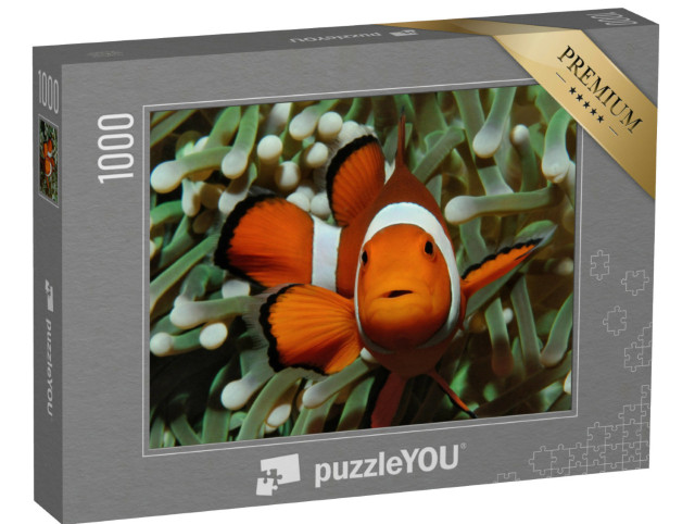Puzzle 1000 Teile „Amphiprion, Westlicher Clownfisch mit Anemone“
