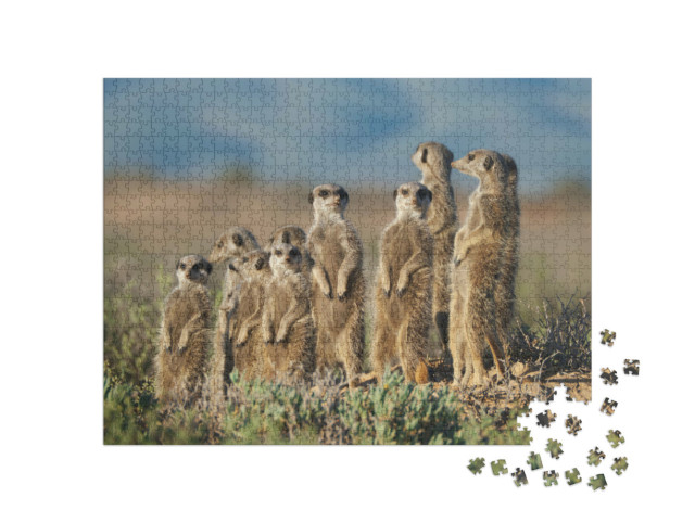 Puzzle 1000 Teile „Erdmännchen-Familie in Südafrika“