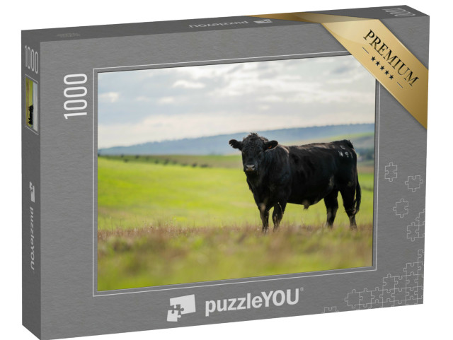 Puzzle 1000 Teile „Schwarzes Rind auf einer Weide in Australien“