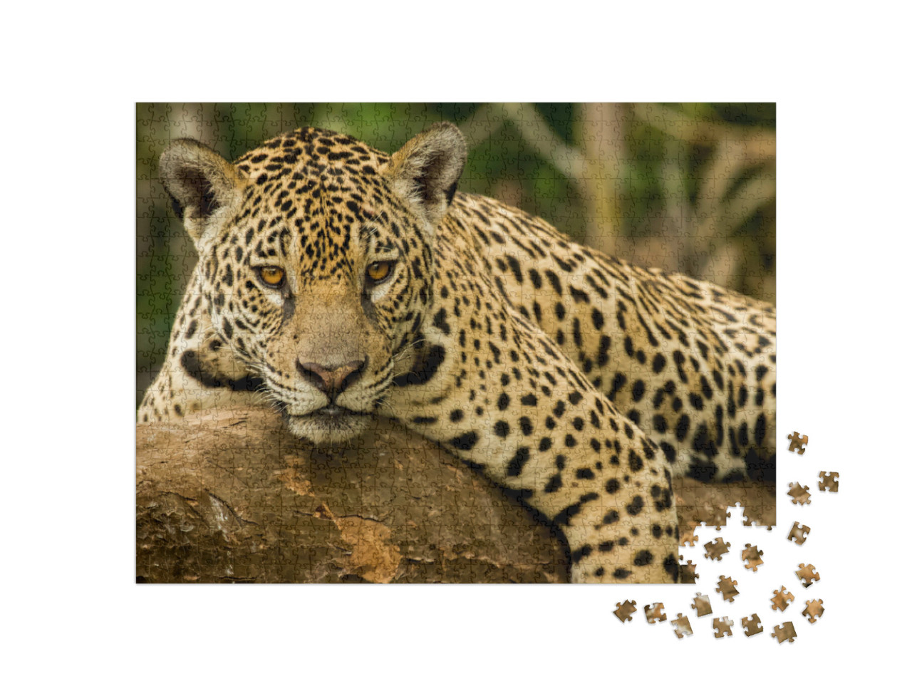 Puzzle 1000 Teile „Der Jaguar“