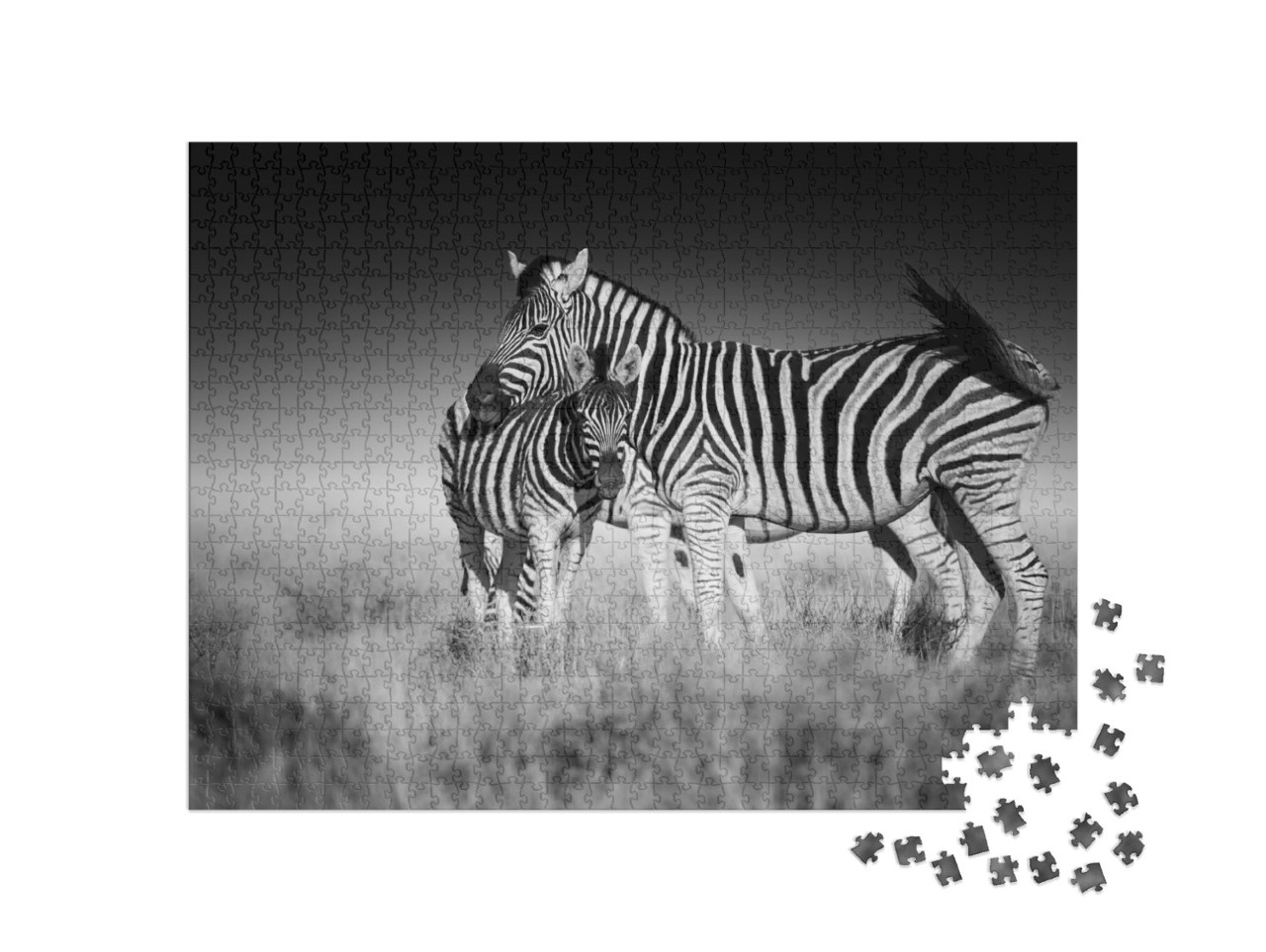 Puzzle 1000 Teile „Zebras in der Savanne von Etosha, Namibia“
