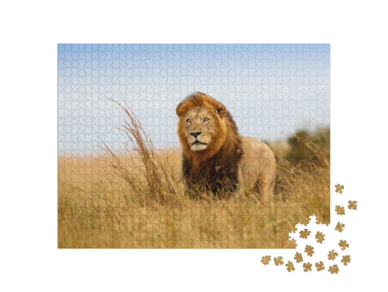 Puzzle 1000 Teile „Ein Löwe im goldenen Gras der Masai Mara, Kenia“