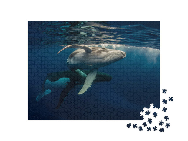 Puzzle 1000 Teile „Buckelwal und Baby beim Schwimmen direkt unter der Wasseroberfläche“