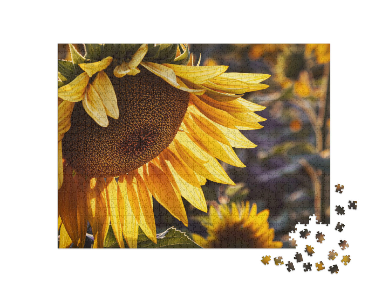 Puzzle 1000 Teile „Gelbe Sonnenblume bei Sonnenuntergang“