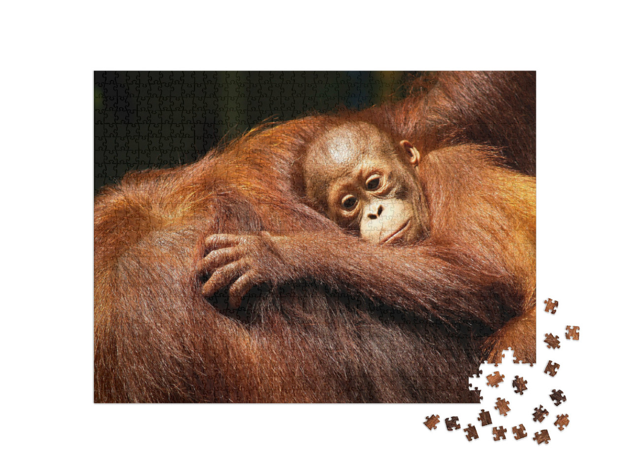 Puzzle 1000 Teile „Orang-Utan-Weibchen und ihr Baby im Regenwald“