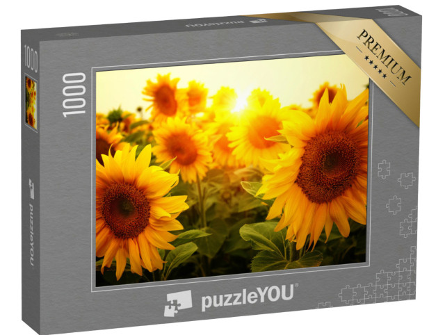 Puzzle 1000 Teile „Ein Sonnenblumenfeld in der Sonne“