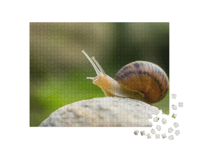 Puzzle 1000 Teile „Neugierige kleine Weinbergschnecke“