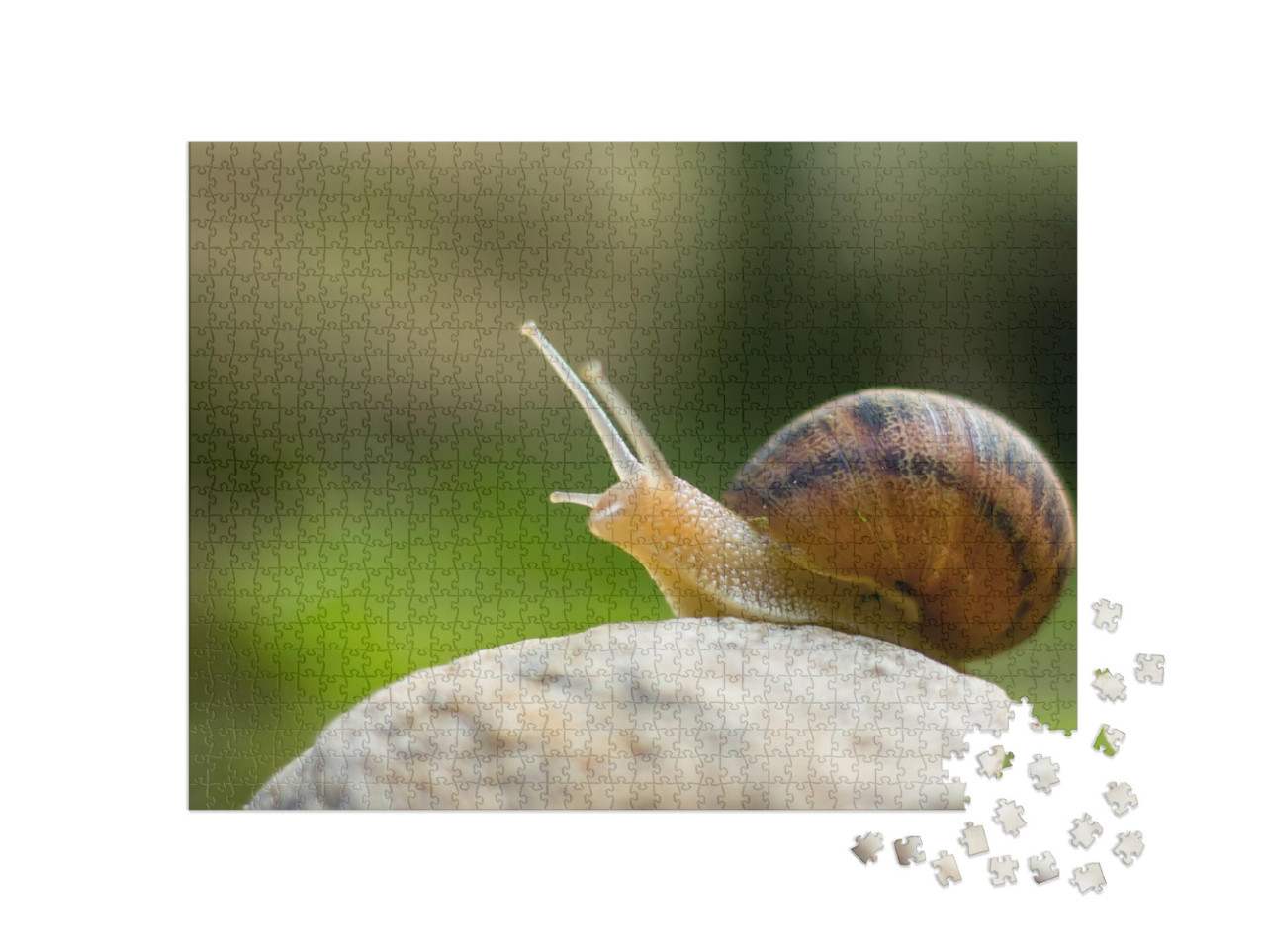 Puzzle 1000 Teile „Neugierige kleine Weinbergschnecke“