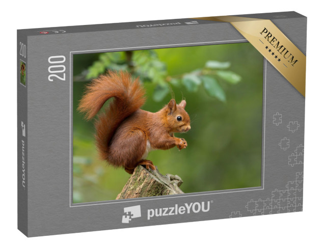 Puzzle 200 Teile „Rotes Eichhörnchen“