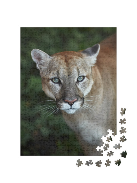 Puzzle 500 Teile „Auge in Auge mit einem Puma“