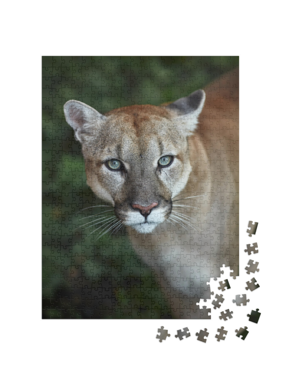 Puzzle 500 Teile „Auge in Auge mit einem Puma“