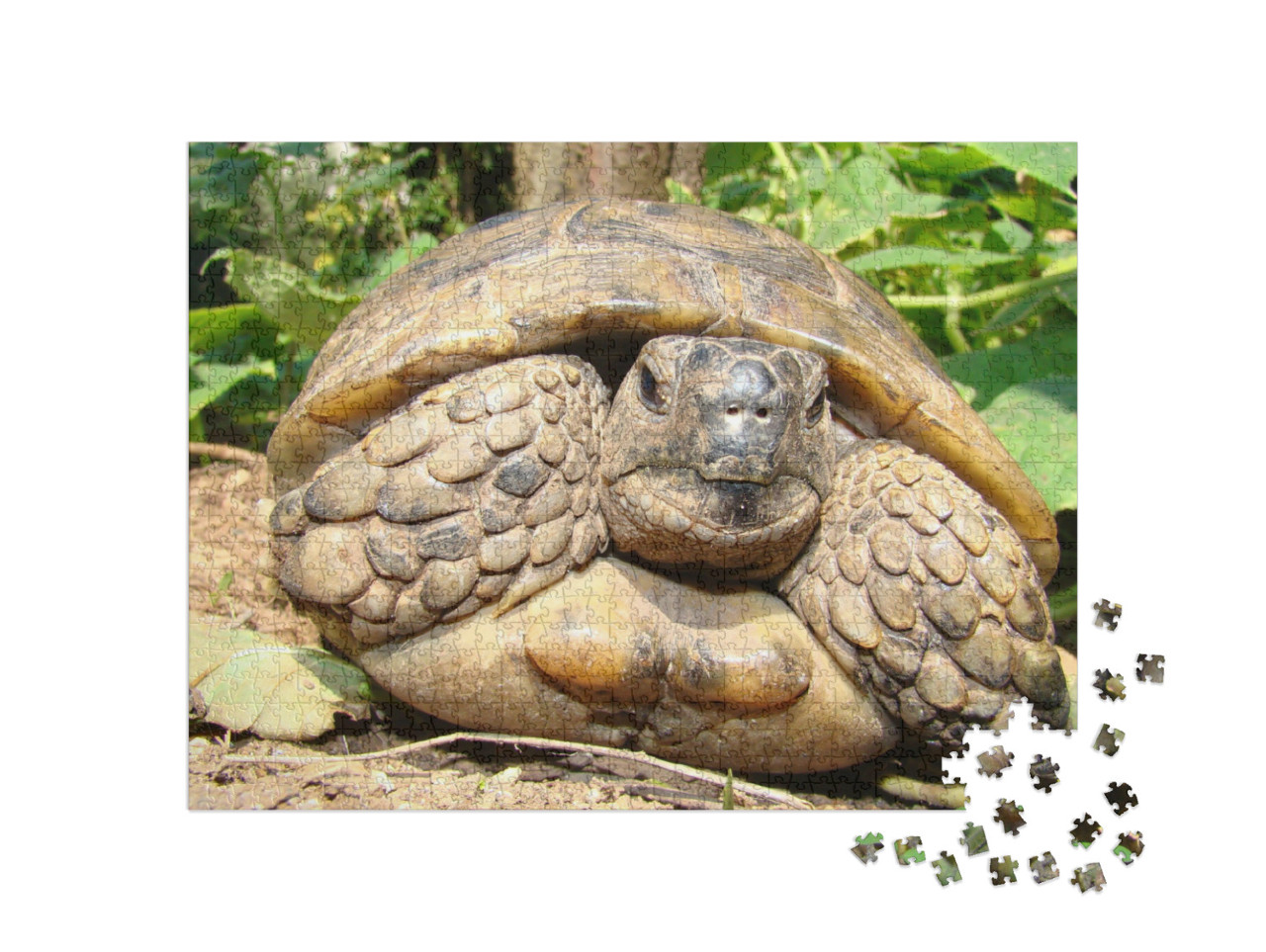 Puzzle 1000 Teile „Detaillierte Nahaufnahme einer Schildkröte“