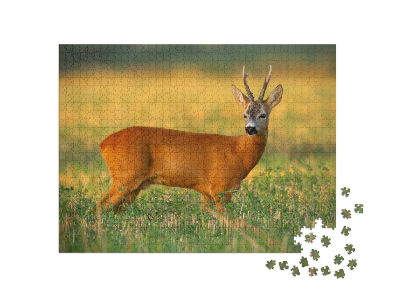Puzzle 1000 Teile „Rehbock auf dem Feld im Abendlicht“