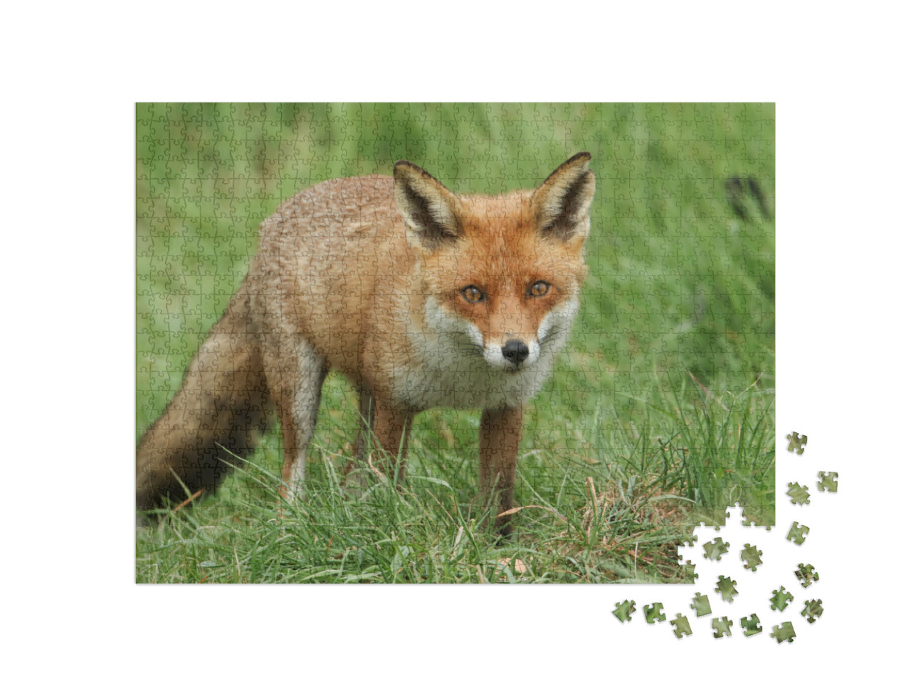 Puzzle 1000 Teile „Prächtiger wilder Rotfuchs“