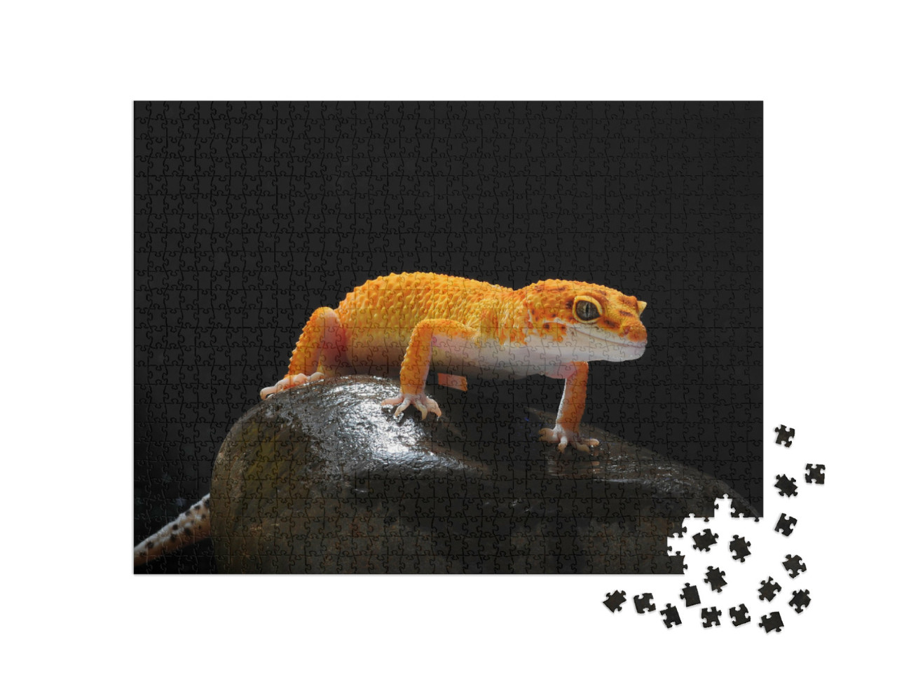 Puzzle 1000 Teile „Gecko, Eidechse, Leopard-Eidechsengecko“